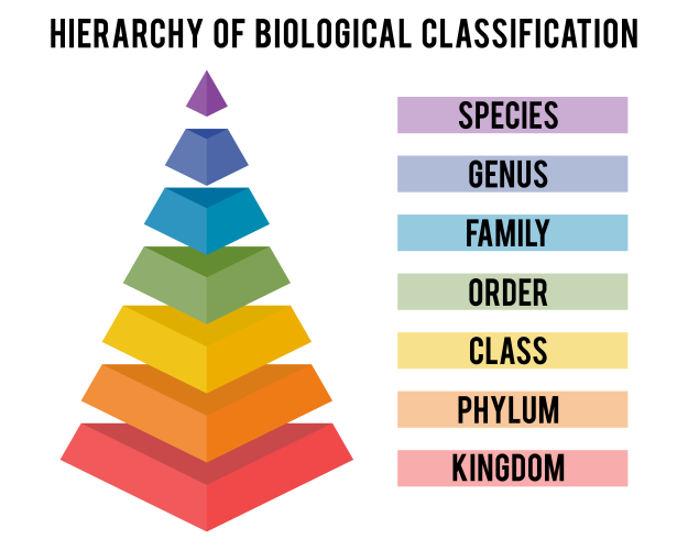 The classification hierarchy